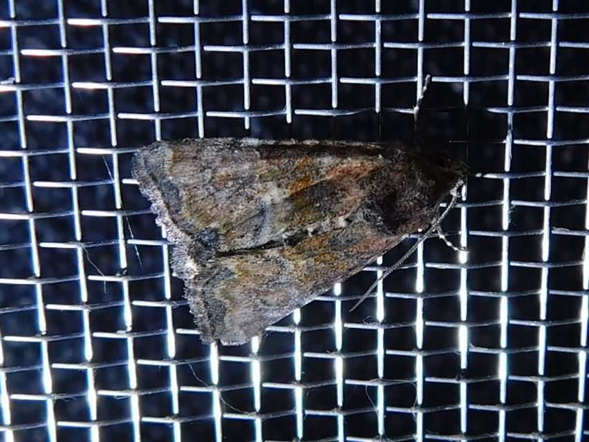 Mesoligia furuncula - kétszínű dudvabagoly