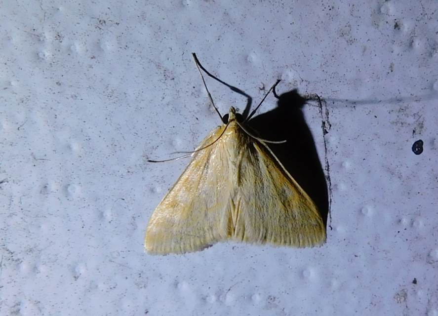 Sitochroa verticalis - világossárga dudvamoly
