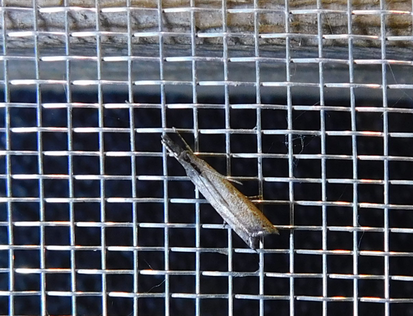 Platytes cerussella - törpe fűgyökérmoly