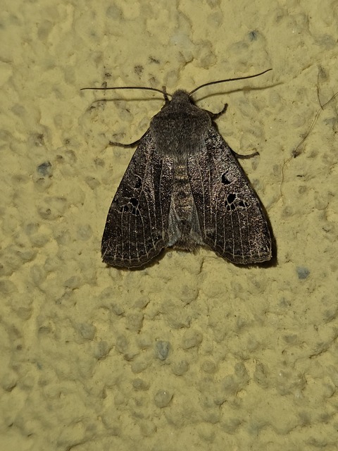 Conistra rubiginosa - szürke télibagoly