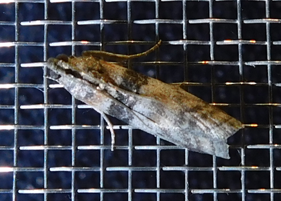 Sciota