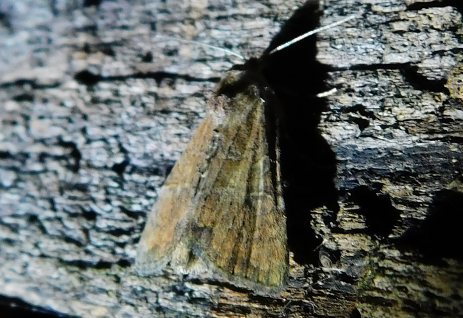 Mesoligia furuncula - kétszínű dudvabagoly
