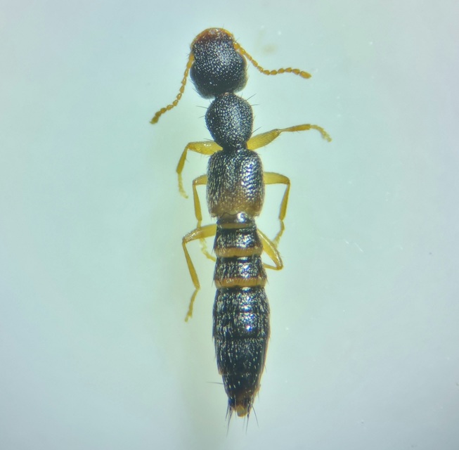 Astenus lyonessius - közönséges köviholyva