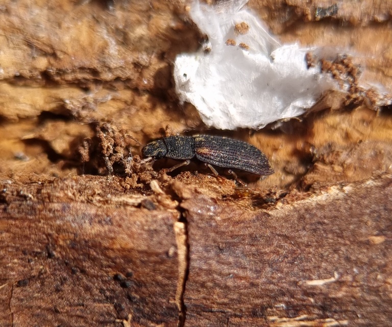 Colobicus hirtus - szegélyes héjbogár