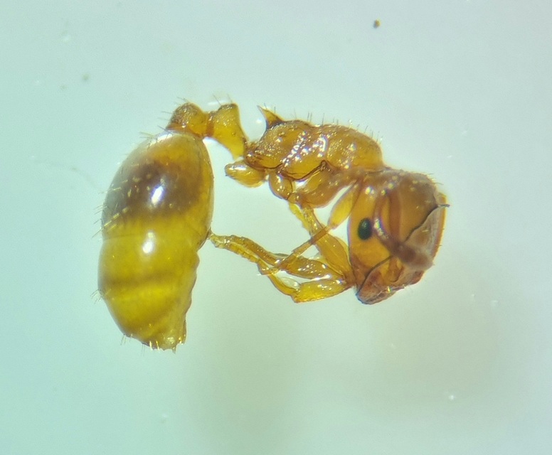 Temnothorax crassispinus - gubacslakó kéreghangya