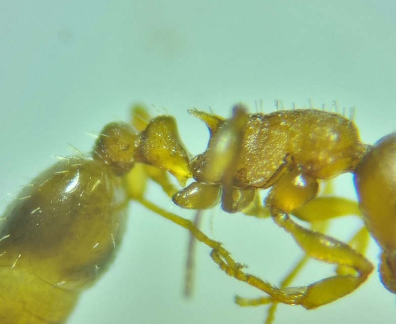 Temnothorax crassispinus - gubacslakó kéreghangya
