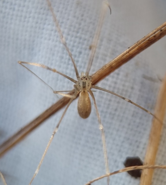 Pholcus opilionoides - kis álkaszáspók