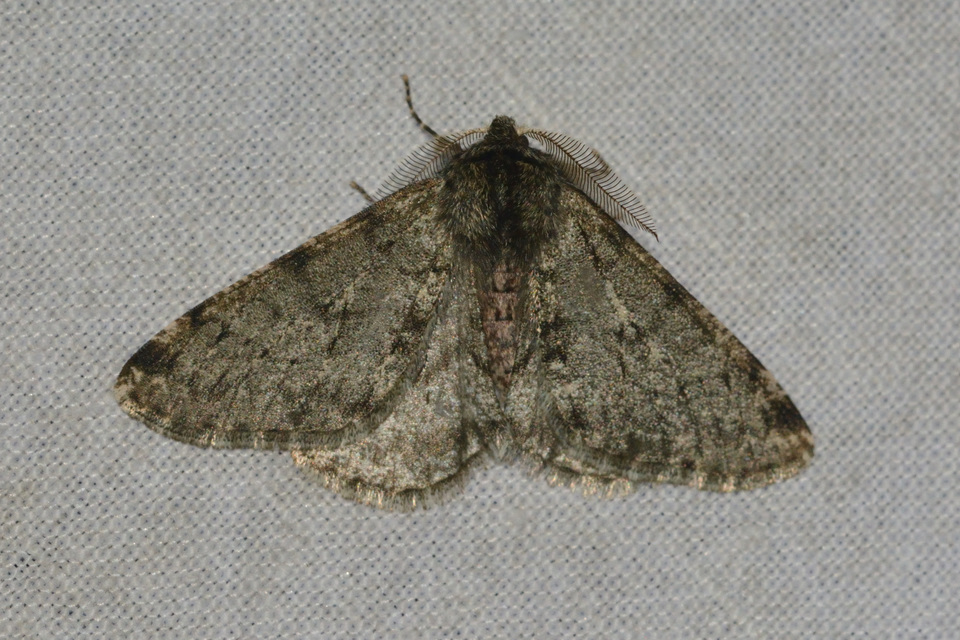 Apocheima pilosaria - zöldes tavasziaraszoló