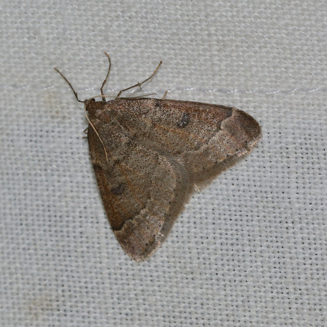 Theria rupicapraria - tavaszi kökényaraszoló