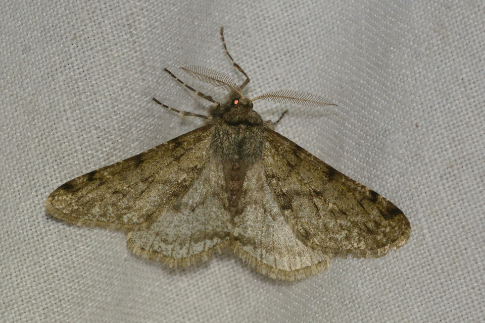 Apocheima pilosaria - zöldes tavasziaraszoló