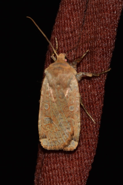 Conistra erythrocephala - vörösfejű őszibagoly