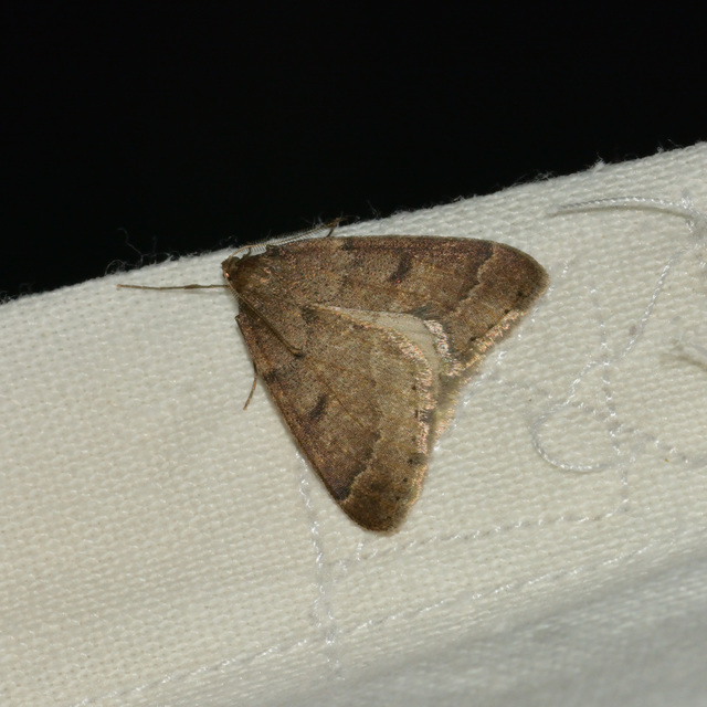 Theria rupicapraria - tavaszi kökényaraszoló