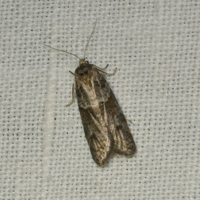 Tortricodes alternella - tavaszi sodrómoly