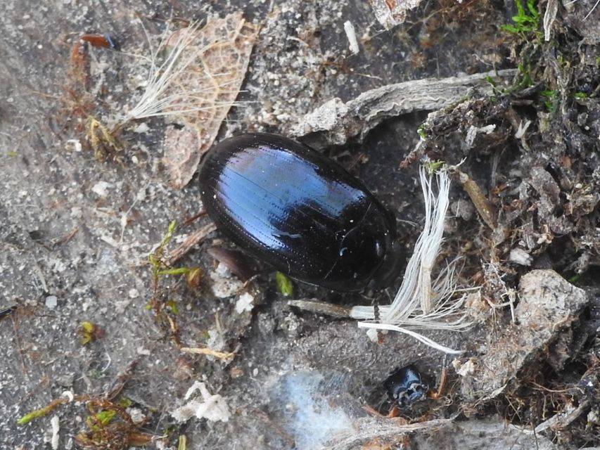 Platydema violaceum - fémkék taplóbogár
