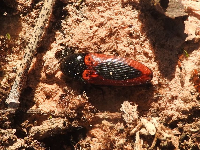Ampedus sanguinolentus - középfoltos pattanó