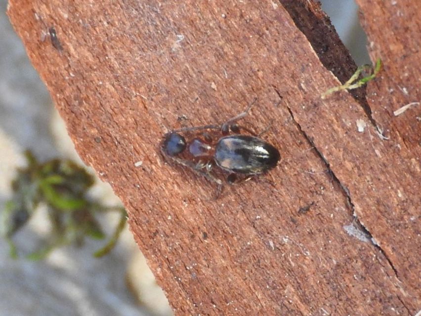 Anthelephila pedestris - hangyaszerű fürgebogár