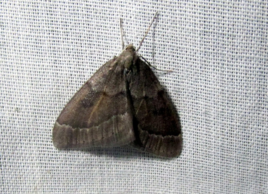 Theria rupicapraria - tavaszi kökényaraszoló