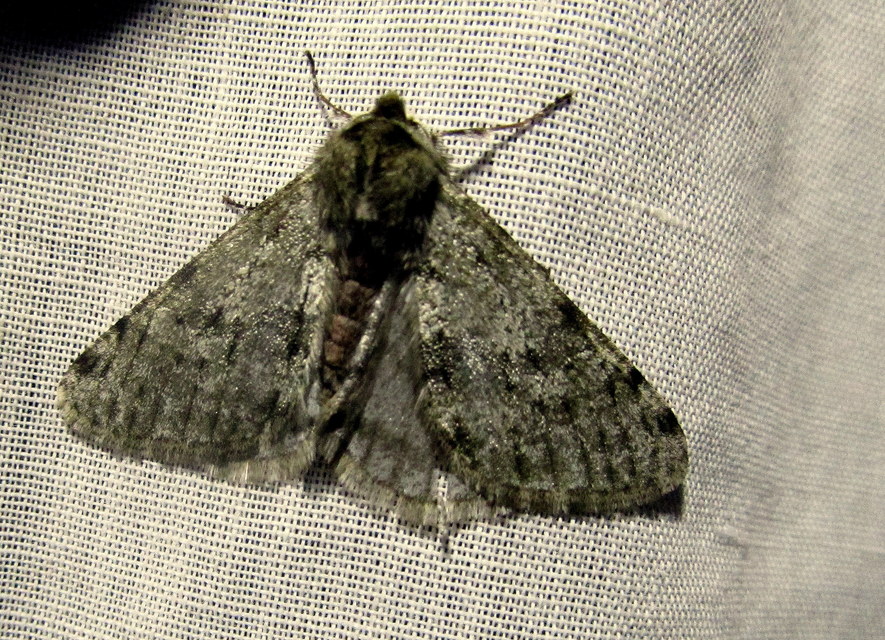 Apocheima pilosaria - zöldes tavasziaraszoló