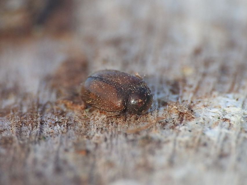 Scirtidae - rétbogárfélék