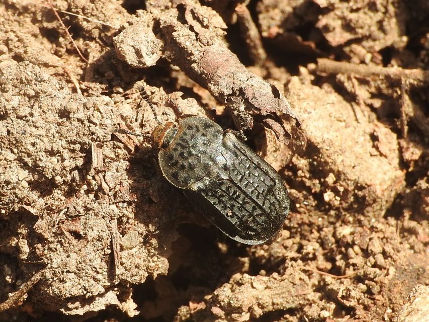 Thanatophilus rugosus - ripacsos dögbogár