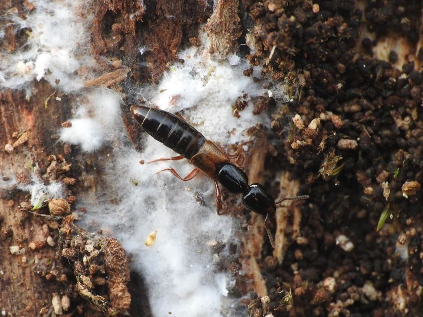 Hypnogyra angularis - kéreglakó rovátkásholyva