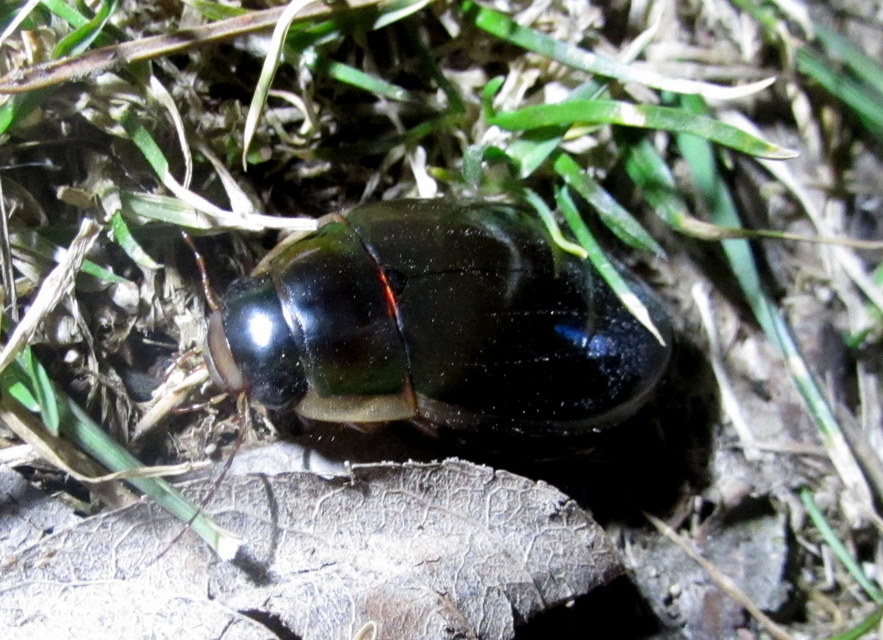 Dytiscus dimidiatus - tompacsípős csíkbogár