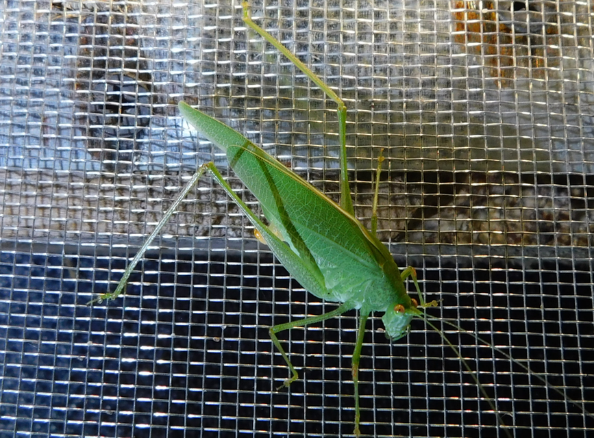 Phaneroptera nana - pontozott repülőszöcske