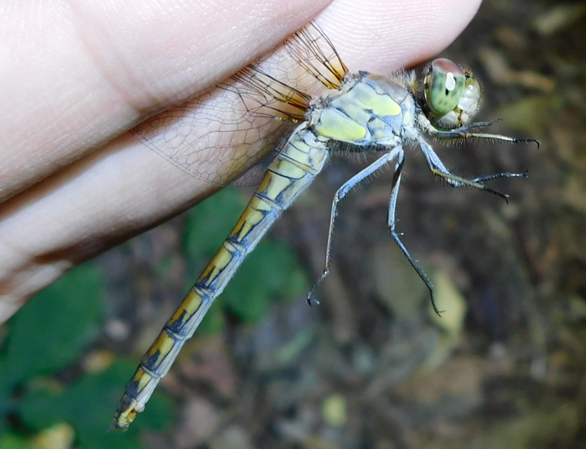 Sympetrum striolatum - harántsávos katona-szitakötő