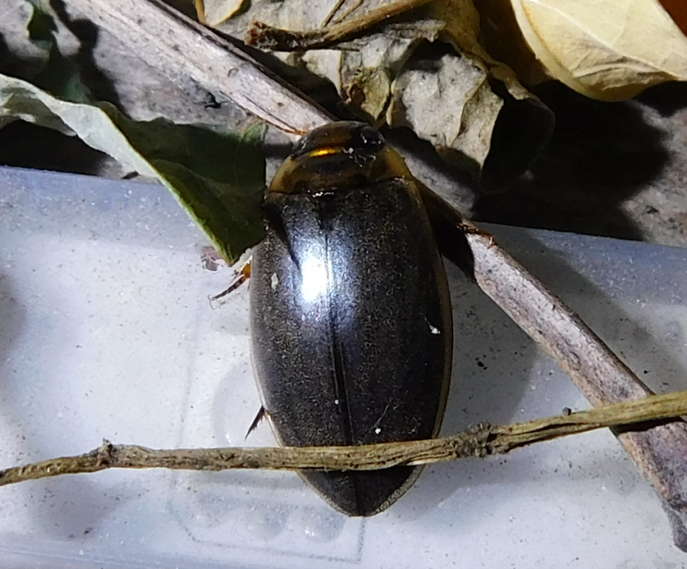Rhantus frontalis - sárgamellű particsíkbogár