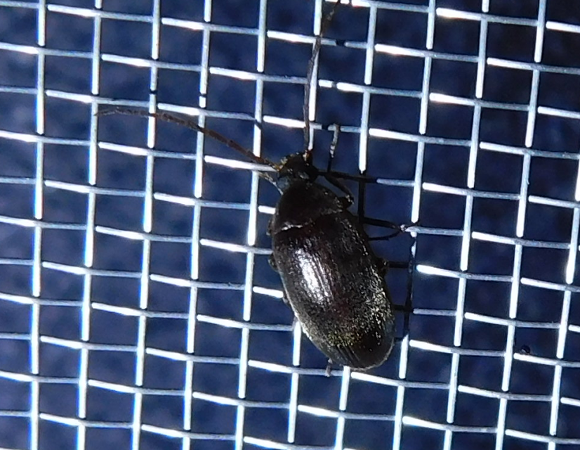 Hymenalia rufipes - rőtlábú alkonybogár