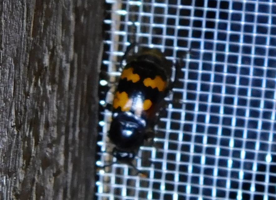 Nicrophorus interruptus - sárgaszőrű temetőbogár