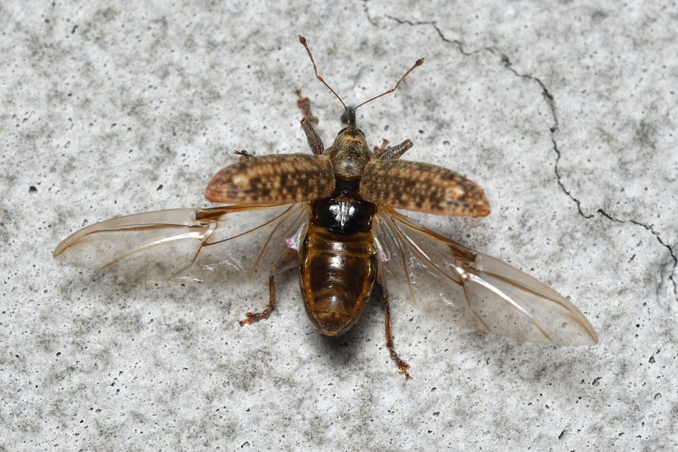 Dorytomus longimanus - kétalakú hangormányos