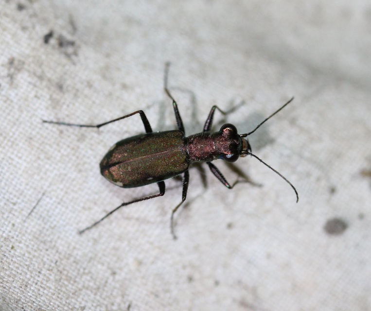 Cylindera germanica - parlagi homokfutrinka