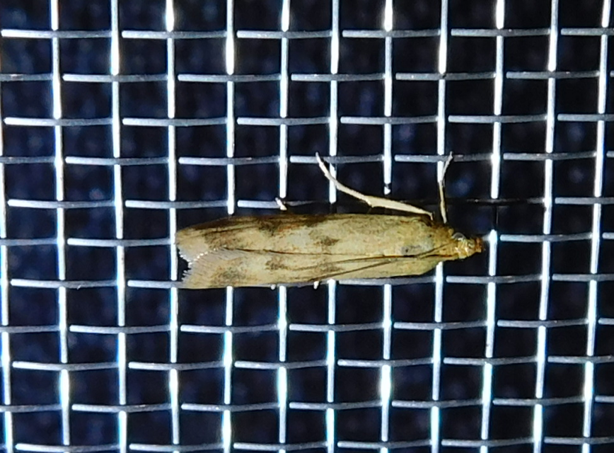 Homoeosoma sinuella - agyagsárga karcsúmoly