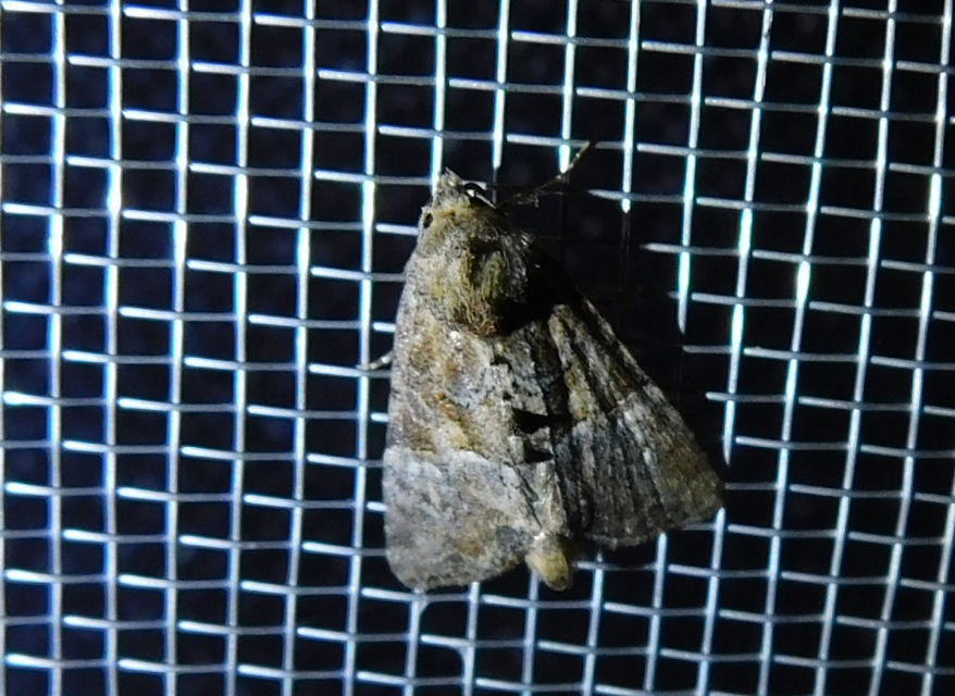 Mesoligia furuncula - kétszínű dudvabagoly