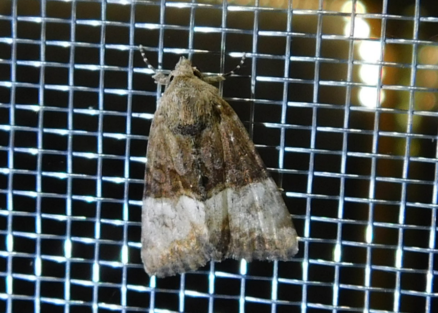 Mesoligia furuncula - kétszínű dudvabagoly