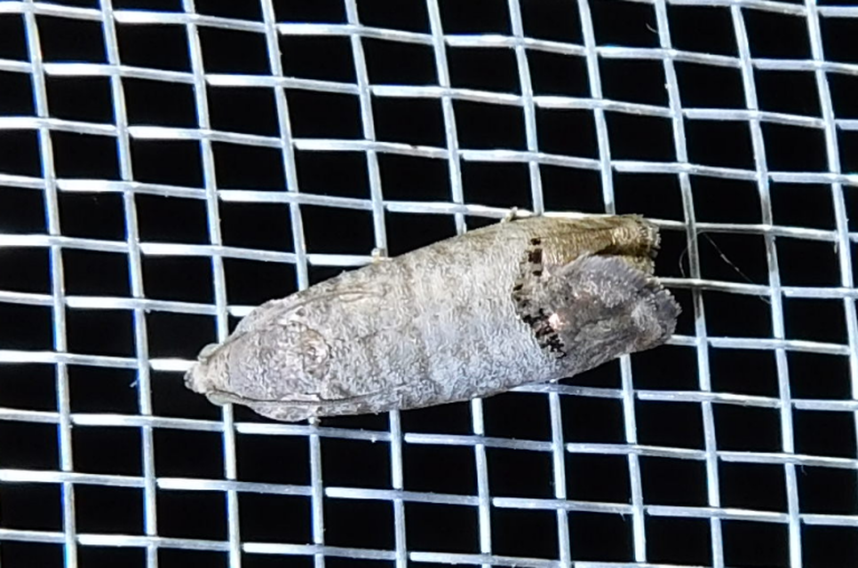 Cydia pomonella - almamoly