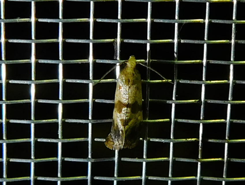 Phalonidia contractana - pipitér-fúrómoly