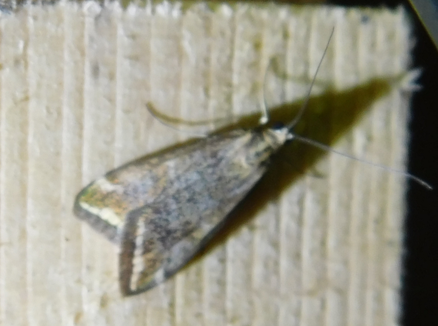 Loxostege sticticalis - muszkamoly