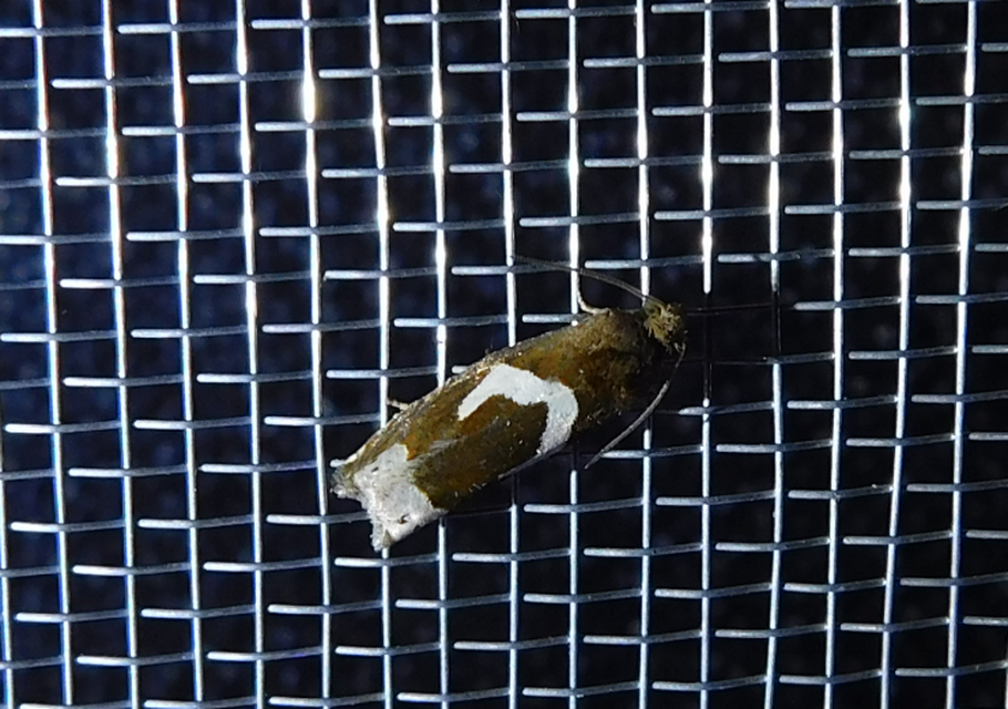 Epiblema foenella - kampósfoltú tükrösmoly