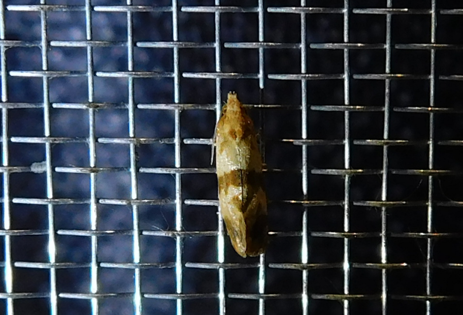 Phalonidia contractana - pipitér-fúrómoly