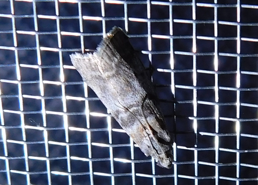 Sciota