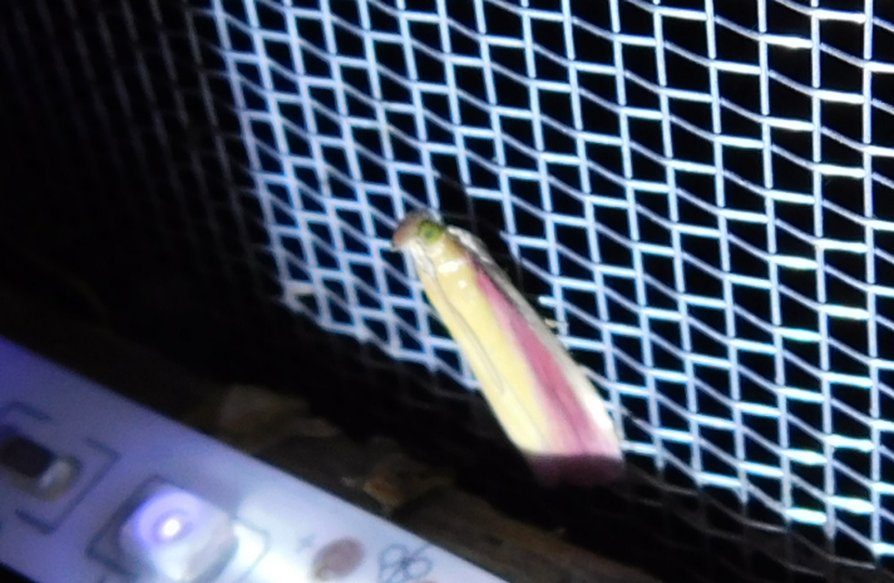 Oncocera semirubella - lucernamoly