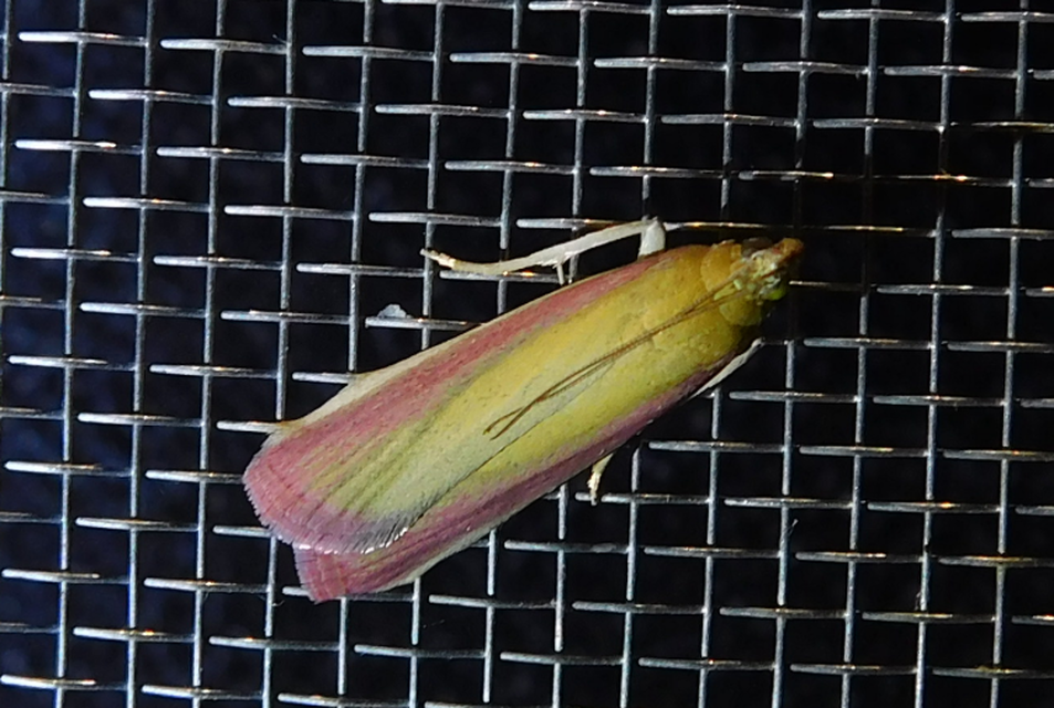 Oncocera semirubella - lucernamoly