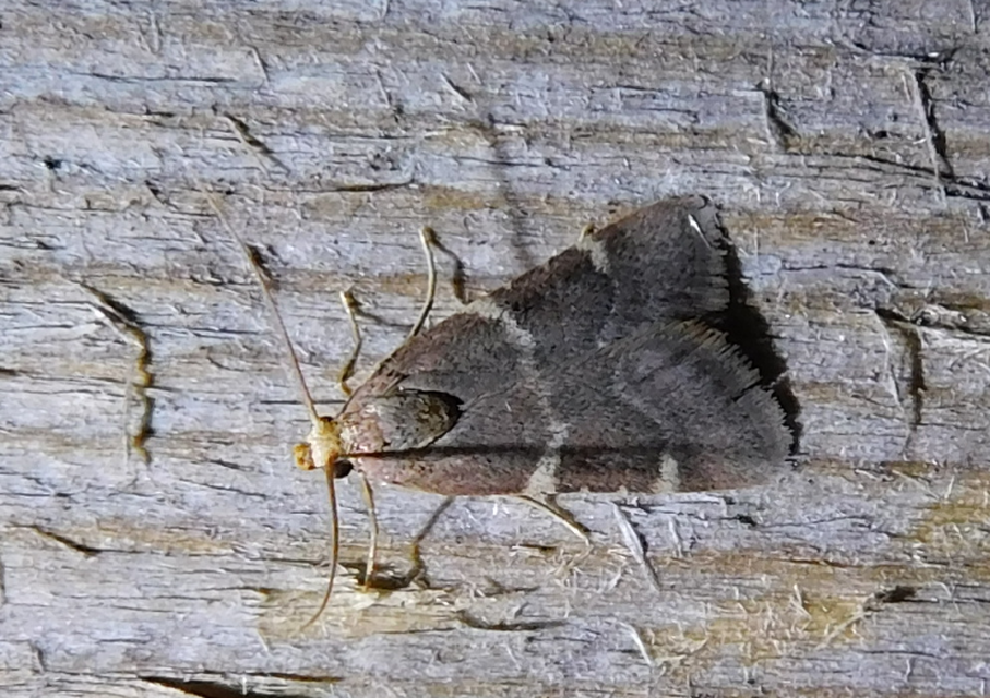 Pyralis perversalis - pusztai fényilonca