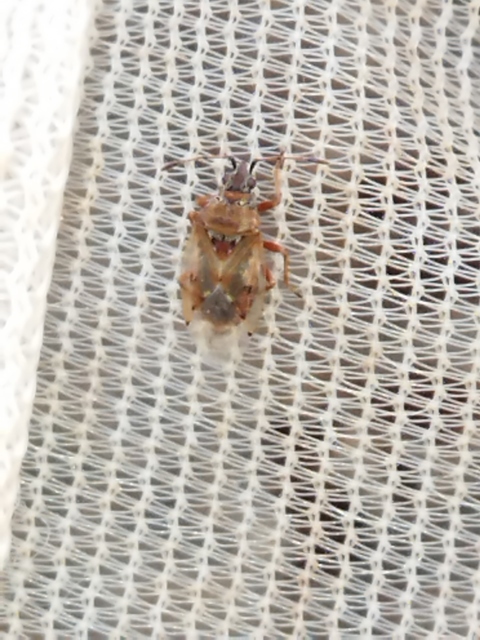 Kleidocerys resedae - nyírbodobács