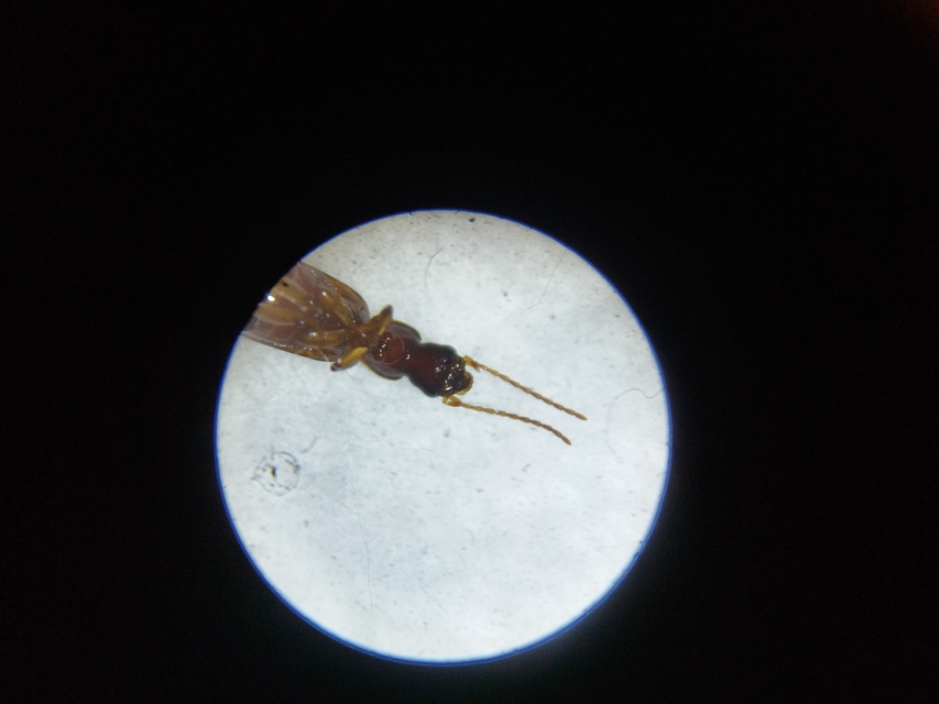 Paradromius linearis - karcsú kéregfutó