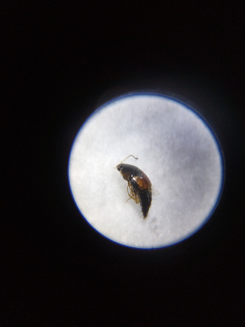 Tachyporus hypnorum - közönséges kószaholyva