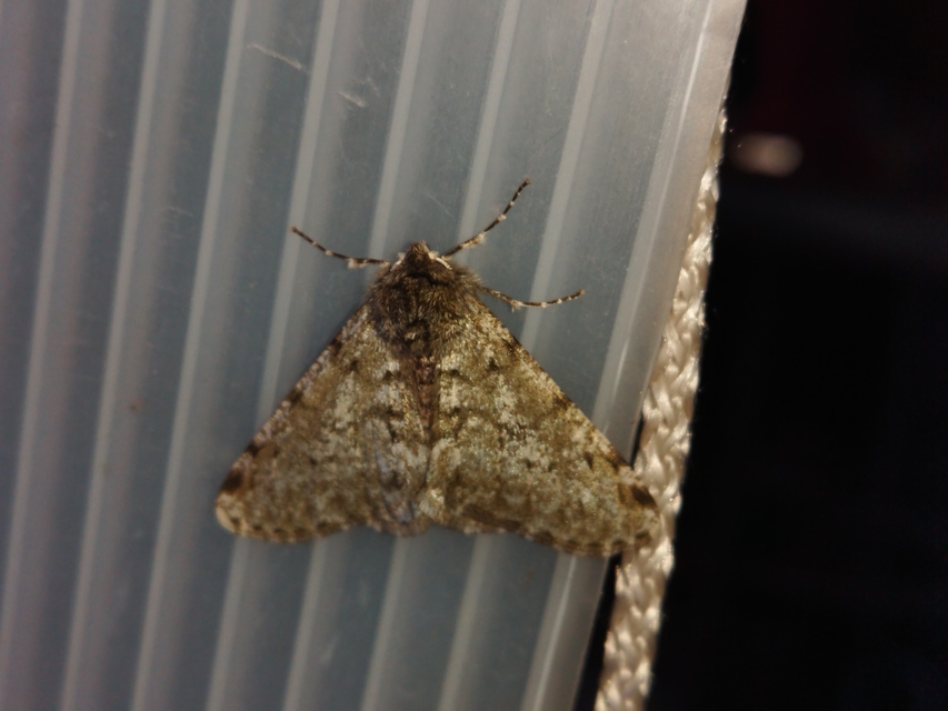 Apocheima pilosaria - zöldes tavasziaraszoló