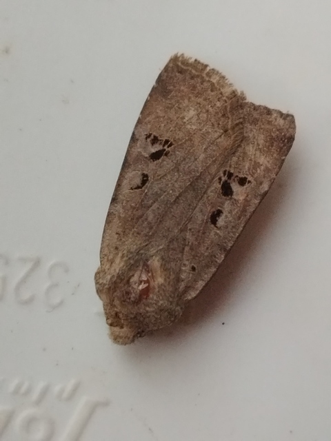Conistra rubiginosa - szürke télibagoly